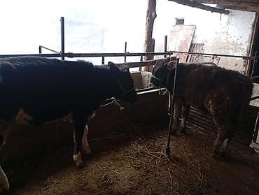 продам телят бычков: Продаю | Музоо, торпок | На откорм | Привязанные — 2