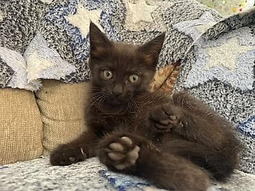 золотая шиншила кошка: Котята - Возраст 2 месяца. - Окрас: один черно-белый (маска на — 2