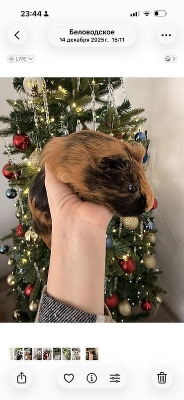 Продаю 2 морские свинки с клеткой !!! Морская свинка, короткошерстная — 1