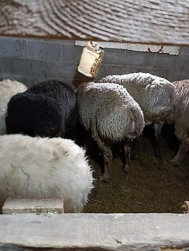 голубая вислоухая кошка: Продаю | Овца (самка) | Для разведения | Осеменитель — 4