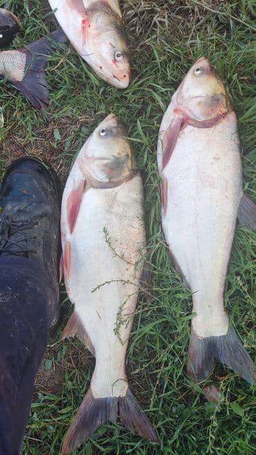 темир меш сатылат: Рыба толстолоб оптом — 4