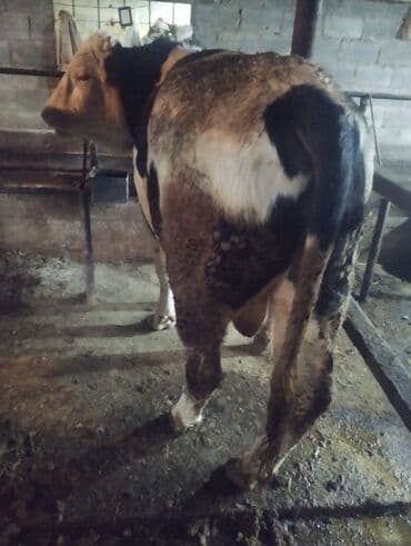 мёд белый: Продаю | Бык (самец) | На откорм | Племенные — 3