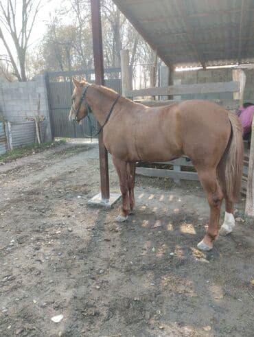 куплю домашнее животное: Продаю | Конь (самец) — 5
