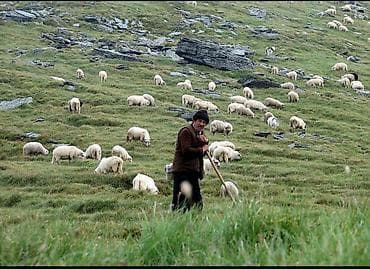 Требуется скотник оплата 30 000 сом