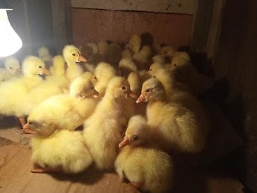 купить перепёлок: Продаю суточных гусят. адрес г.шопоков — 2