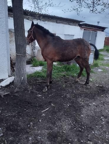 для лошадей: Продаю | Жеребец | Рабочий | Племенные — 2