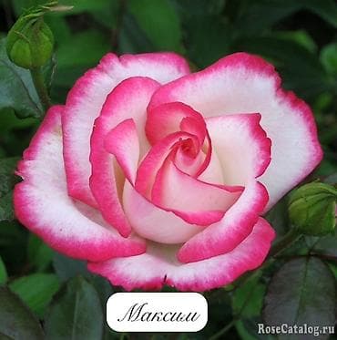 буква к: Саженцы — 9