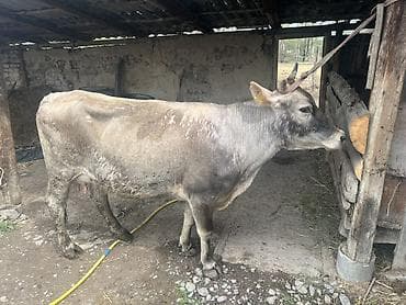 пресс сено: Продаю | Корова (самка) | Для молока | Привязанные — 3