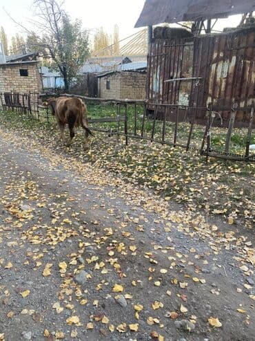 сколько стоит кролик домашний: Сатам | Уй (ургаачы), Кунаажын | Бордоп семиртүү үчүн, Көбөйтүү үчүн, Сүт алуу үчүн — 2