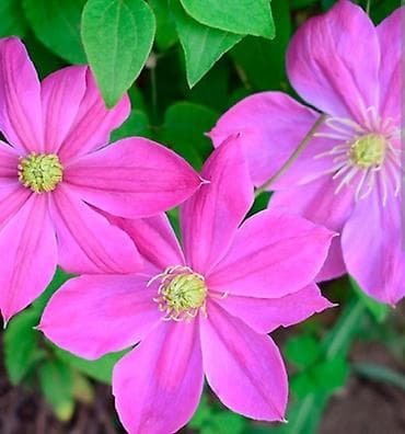 апаловка карейский: Климатисы уже в наличии цена вас приятно удивят с кустики очень — 2