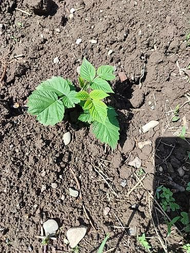 саженцы смородины купить: Саженцы малины, ежевики (молодые побеги с корнем) - Культура: малина — 1