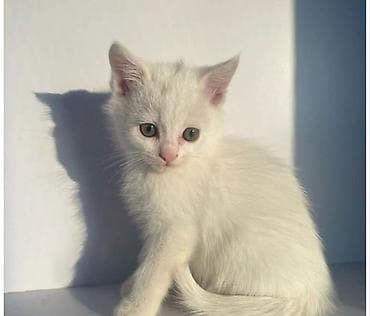 Продажа кошек: Ищу кошку,желательно 2-3 месяца белый без породная мальчик — 1