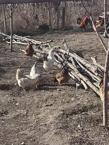 Продаю | Куры | Домашняя | Несушки