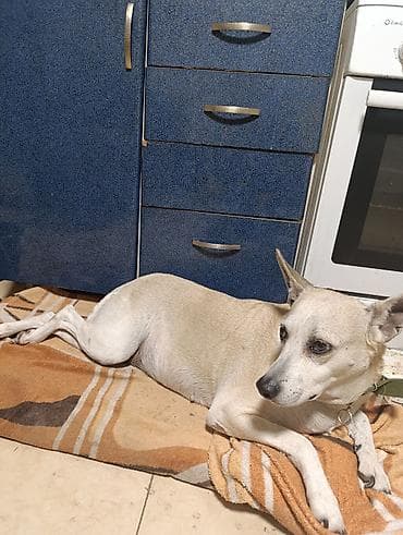 Животные: Вам нужно уехать на несколько дней или недель, но не на кого оставить — 9