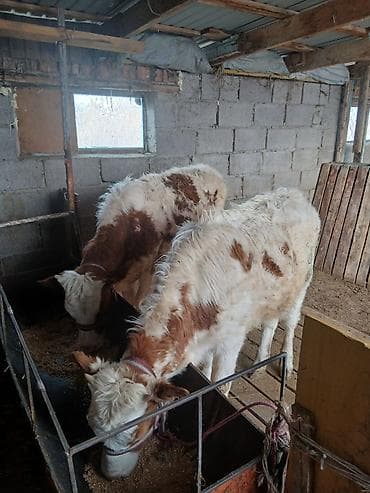 цена теленка коровы: Продаю | Тёлка | Полукровка | На откорм | Привязанные — 10