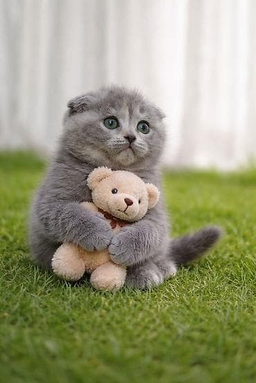 хомяк домашний купить: Скотиш Фолд (Шотландская вислоухая), 1 месяц, Девочка, Голубой, Приучена к лотку — 1