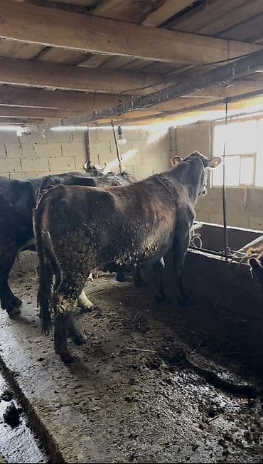 поилки для коров: Продаю | Корова (самка) | Полукровка | Для молока | Племенные — 1