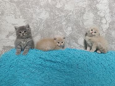 вислоухие котята цена: Милые умные красивые игривые котята 😍😍😍😍к Лотку преучены!!! 2 месяца — 5