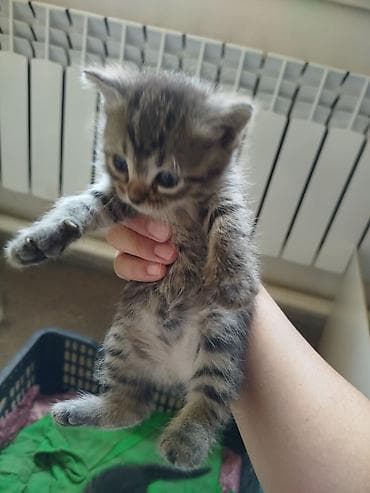 миска для котов: Беспородная, 1 месяц, Мальчик, Приучена к лотку — 2