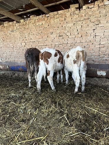 Услуги ветеринара: Продаю | Музоо, торпок | Швицкая | На откорм | Искусственник — 2