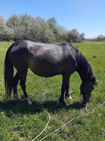 жаныбарлар: Сатам | Бээ (ургаачы) | Жумушка — 6