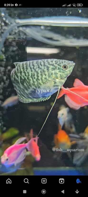 аквариумная рыбка: Более 40 видов рыб. Аквариумные рыбки. Гуппи Цихлиды Золотые рыбки — 4