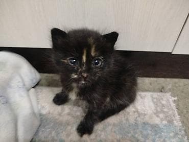 scottish fold: Беспородная, 2 месяца, Девочка, Черепаховый, Приучена к лотку — 1