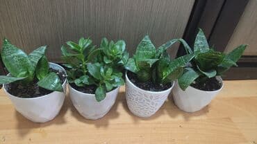 напольные подставки для цветов: Этажерка для цветов, Новый, Железо, Самовывоз — 9