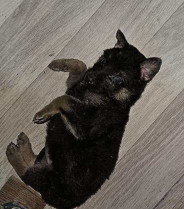 Продажа собак: 1 месяц, Самка — 2