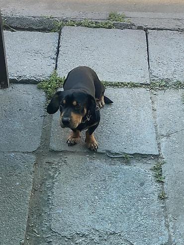 купить йоркширского терьера мини: Собака даром: Такса, 1 год, Самец — 3