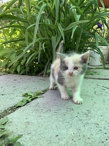 Продаются очаровательные котята 🐾🤍 Малыши здоровые, активные, очень