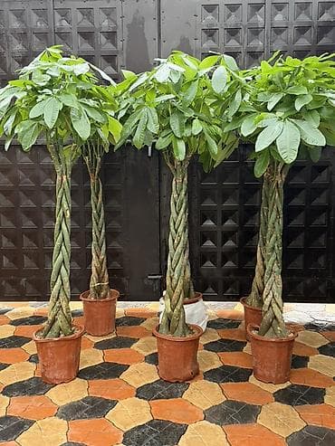 денежное дерево цветы: Декоративные крупномеры Pachira aquatica (пахира, «денежное дерево») в — 1
