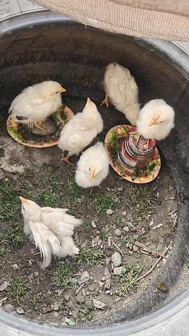 Продаю | Цыплята | Бройлерная | На забой