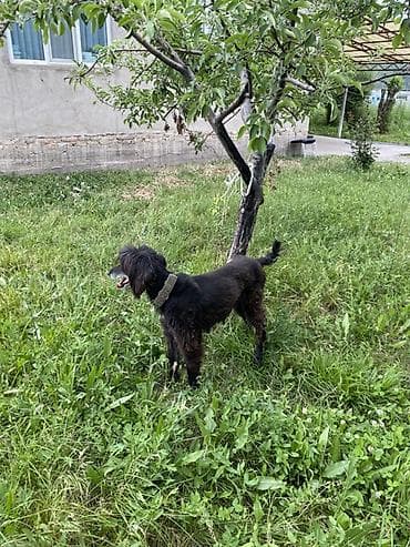 куда отдать кошку бишкек: Тайган, Более 5 лет, Самка, С прививкой — 3