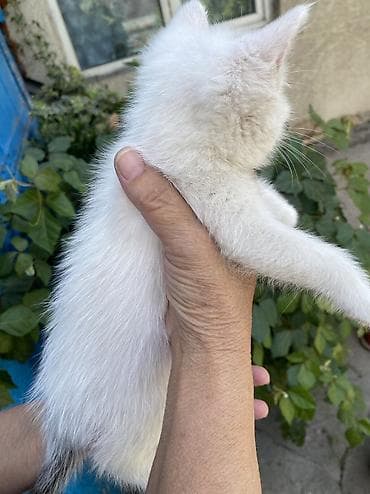 scottish fold: Котята, домашние. 1.5, 2 месяца Окрас и особенности: Сиамский — 7