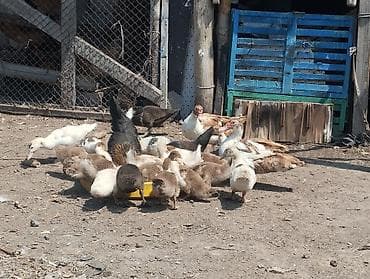каракол животное: Продаю 🦆 с утятами (индоутки) 15 шт. домашние сами выводят. возраст — 2