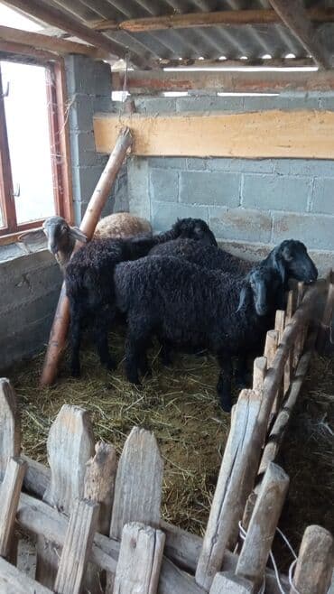 тазы ит: Сатам | Козу | Союуга — 4