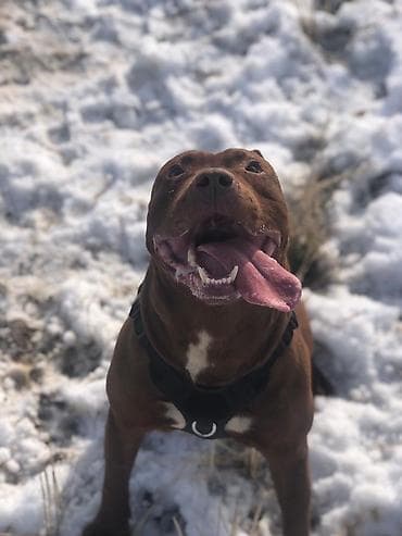 собака питбул: Вязка: Американский булли, Самец, 1 год, С прививкой, С родословной — 9