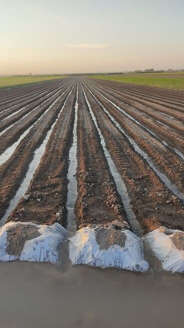 уголь көмүр: Саженцы овощей: Морковь — 10