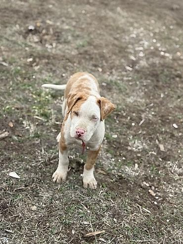 королевский док: Линия саймона xxl отец малыш мать тигра щенок крупной породы с мощным — 5