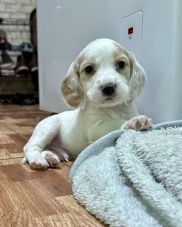 вязка алабай: Кокер-спаниель, 1 месяц, Самец — 2