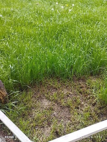 осень весна: Посев газон а косим газон и высокую траву бурьян услуги — 1