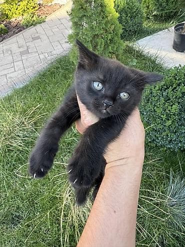 Отдам котёнка в добрые руки 2,5 месяца активная и ласковая. К
