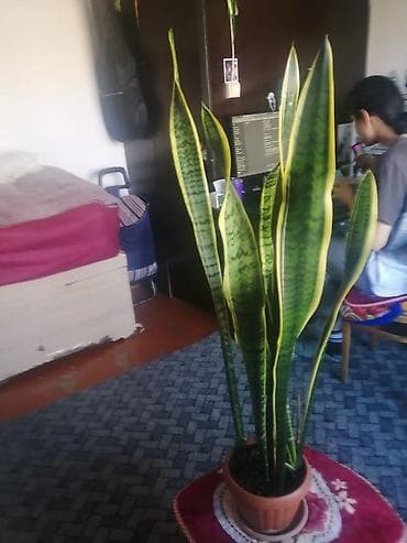 Сансевиерия, цветы большие, крупные👍🏽, для дома и для офиса