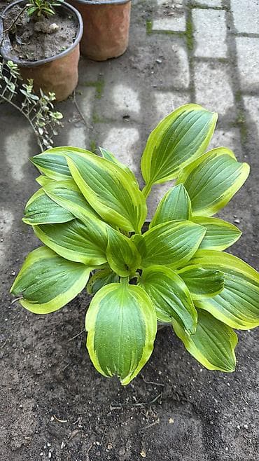 отургучтар бу: Https://t.me/blooming_garden_kg Редкие и эффектные декоративные — 6