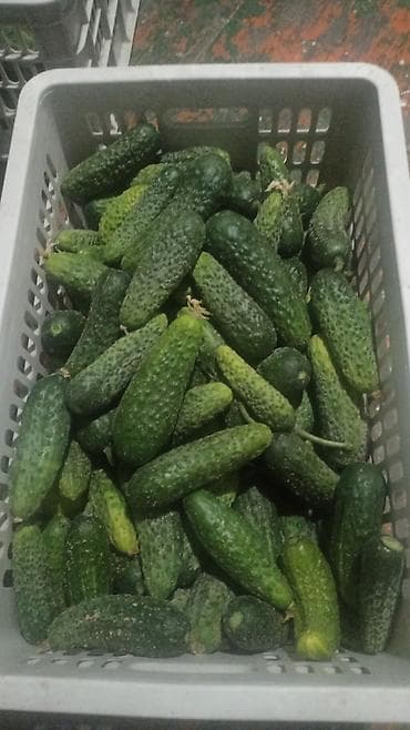 Огурцы Оптом, В розницу