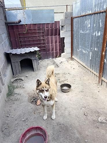 шинки хаски: Собака северного типа (похожа на хаски/лайку), рыже‑бурого окраса с — 3