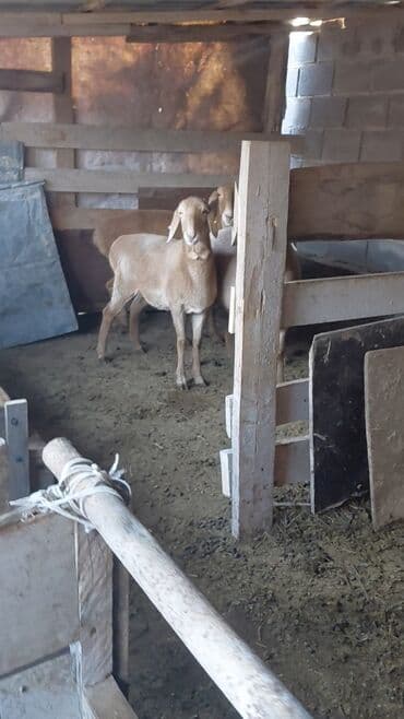 кролик ош: Продаю | Овца (самка), Ягненок | Арашан, Полукровка | На забой, Для разведения | Котные, Матка, Ярка — 4