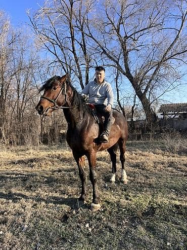 короз сатам: Сатам | Байтал | Көбөйтүү үчүн — 2