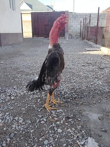 талас ат: Продаю | Куры — 2